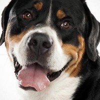 Greater Swiss Mountain breed Dog minepuppy